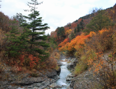 大湯環状列石付近の自然風景、紅葉と渓流が広がる秋の景色